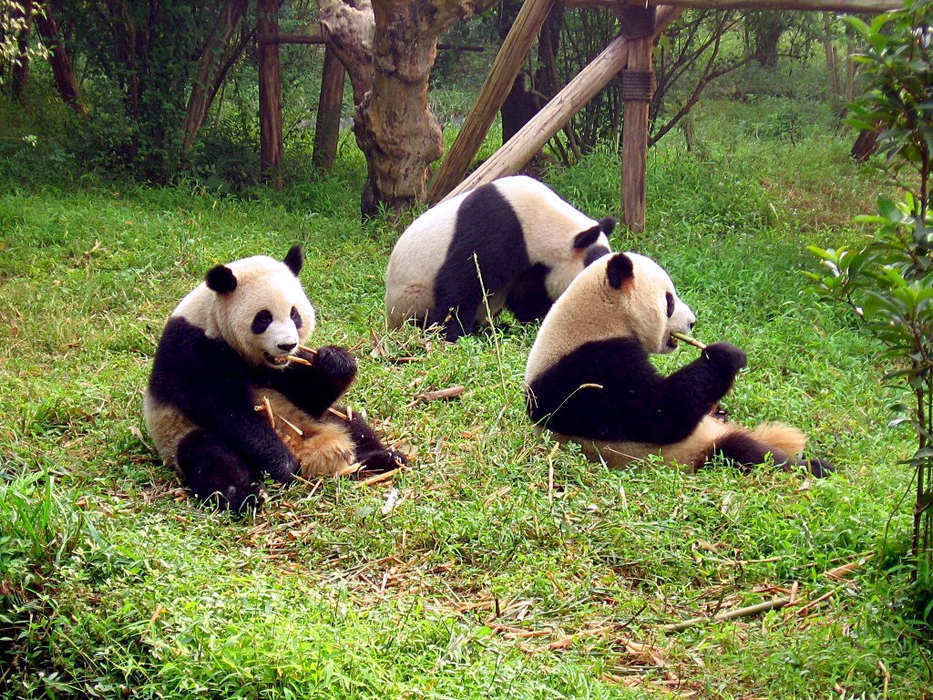 Giant Pandas